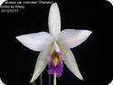 Laelia anceps var. coerulea